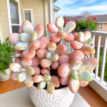 1000pcs Dependable Mini Succulent Plants Quick Growing Succulents with Succulent Seeds