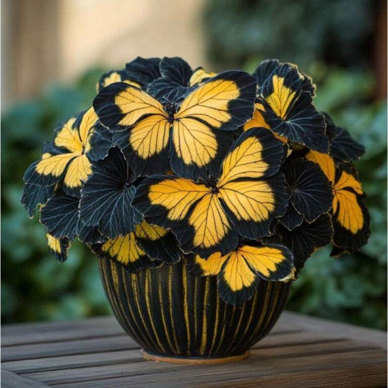 200pcs Suitable for beginner planting Moonlight Begonia Seeds flourish in ordinary well-drained potting soil suited for shaded container flower cultivation