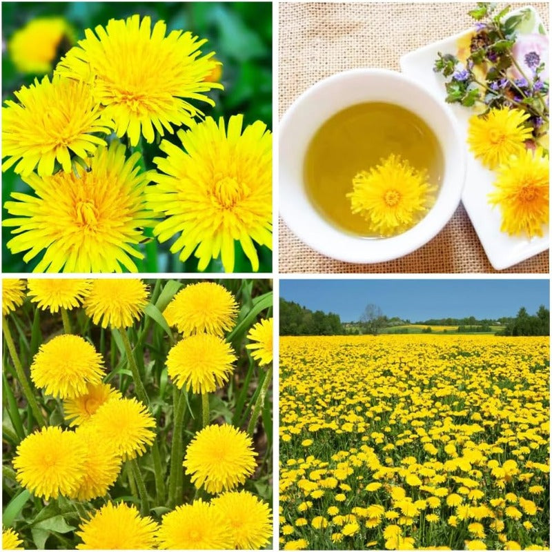 1000Perennial Mixed Dandelion Flower Seeds for Planting Outdoor Garden Flower Plant Non-GMO