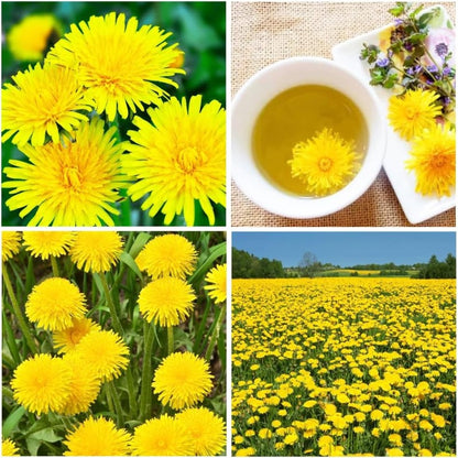 1000Perennial Mixed Dandelion Flower Seeds for Planting Outdoor Garden Flower Plant Non-GMO
