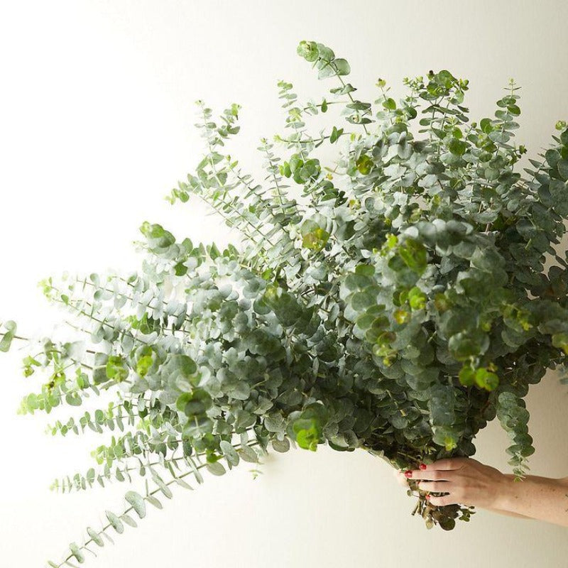 95Pcs Eucalyptus Seeds ideal for forming continuous tall screening lines along property borders and fence lines
