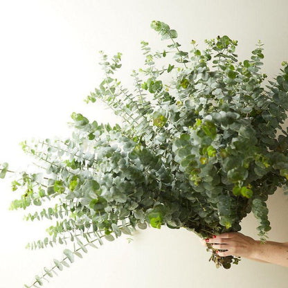 95Pcs Eucalyptus Seeds ideal for forming continuous tall screening lines along property borders and fence lines
