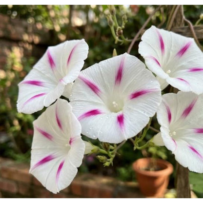 100pcs Tricolor Morning Glory Seeds Unique Blue Pink Splash Climbing Vine Gift
