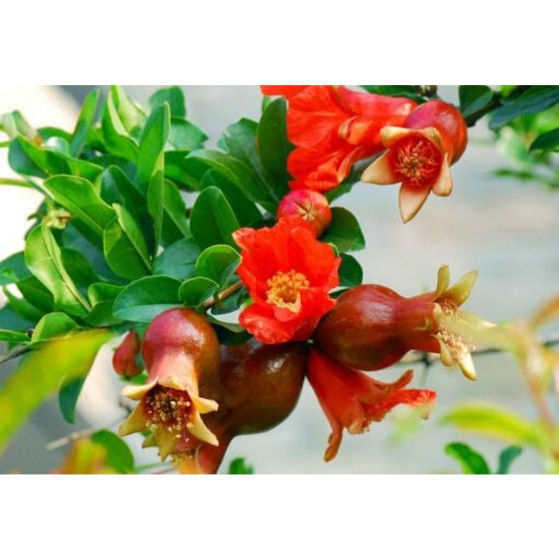 148Pcs Pomegranate Seeds build neat rounded ornamental silhouettes in private residential courtyard spaces