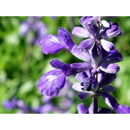 200pcs Blue Sage Seeds Heirloom Full Sun Cut Flower for Pollinator Garden, Border & Patio Containers