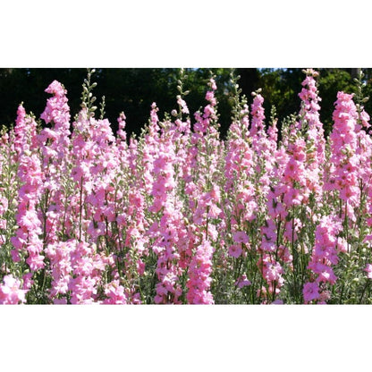 Pink Queen Larkspur Delphinium Friendly for new gardeners grow into full tall spire clumps with prolonged seasonal blooming features