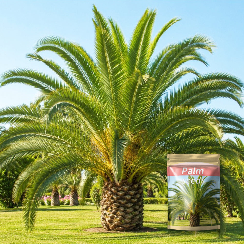 10pcs Beginner-Fan-Shaped Leaves with Palm Tree Seeds for Balcony Patio Plant
