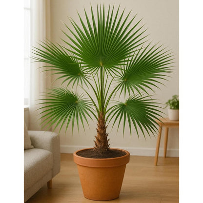 10pcs Palm Tree Seeds Drought Tolerant Tropical Foliage for Garden Fence Decoration