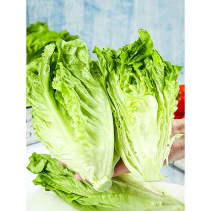 1000 Lettuce Seeds Friendly for new gardeners grow into full symmetrical rosette form with steady seasonal growth renewal features