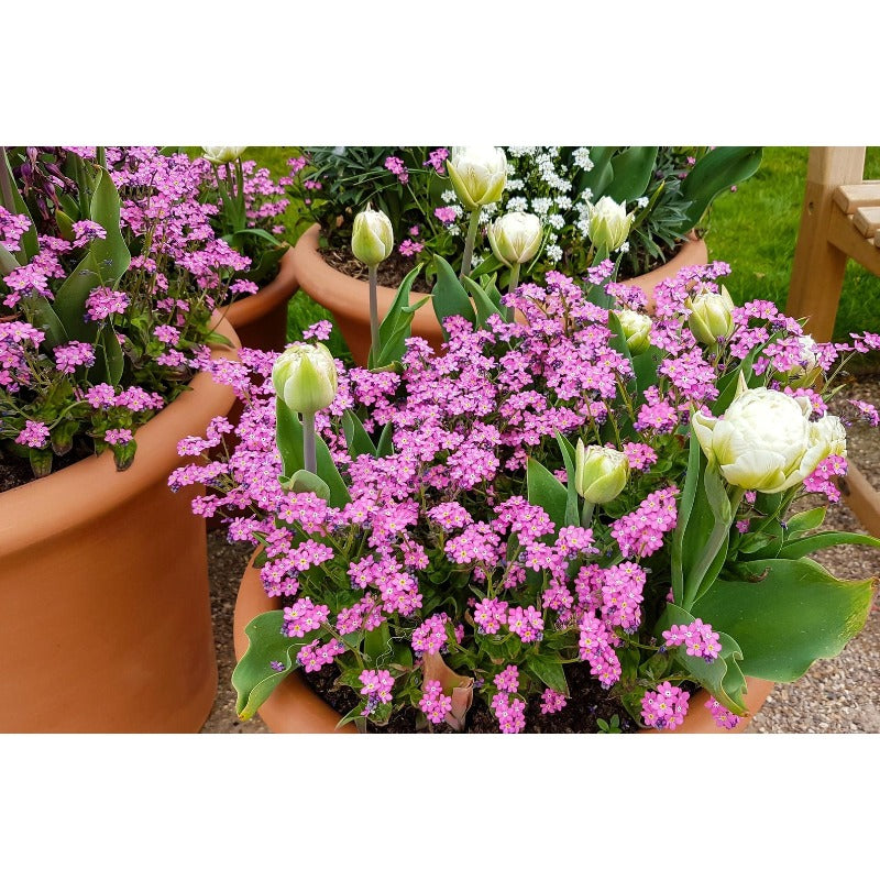 500pcs Forget Me Not Seeds Friendly for new gardeners grow into full bushy clumps covered in delicate seasonal blooms