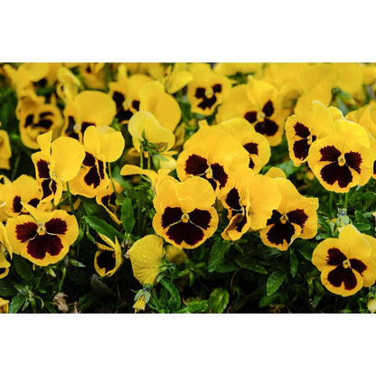 110pcs Pansy Seeds Simple To Plant With Cold Tolerant Traits For Outdoor Growing