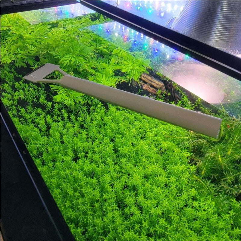 2000Pcs Easy to Sow Aquarium Seeds ideal for forming continuous natural foliage coverage across aquarium bottom and layered landscape areas