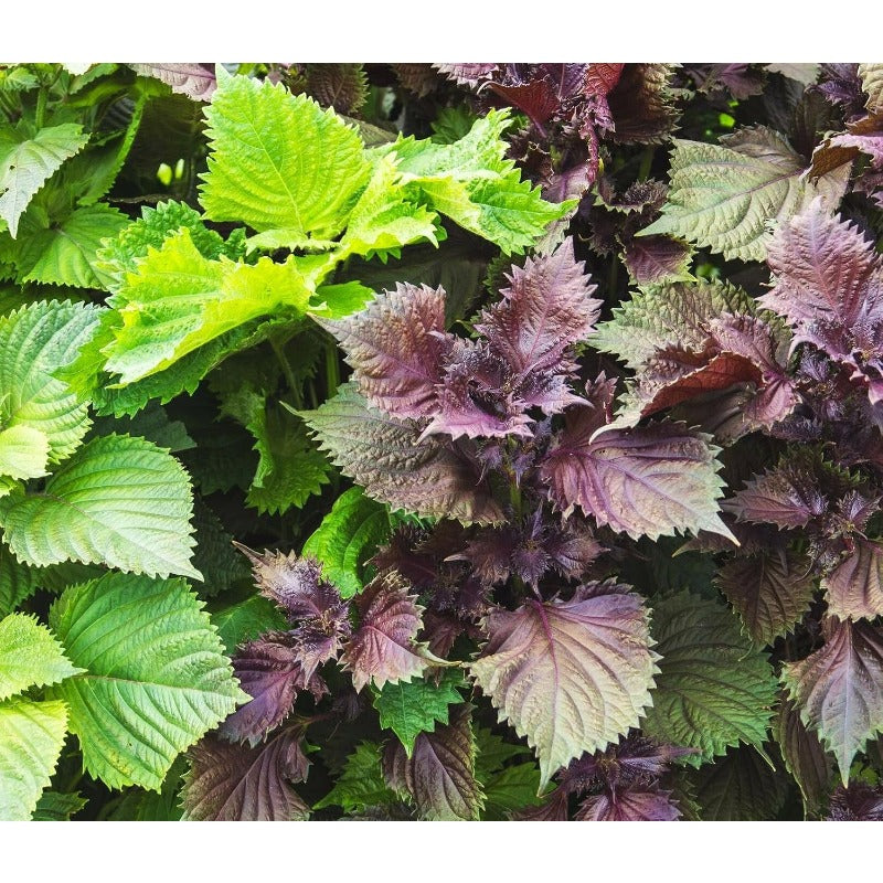 100 Pcs Seeds for Planting Red Perilla Herb Seed to Plant Garden