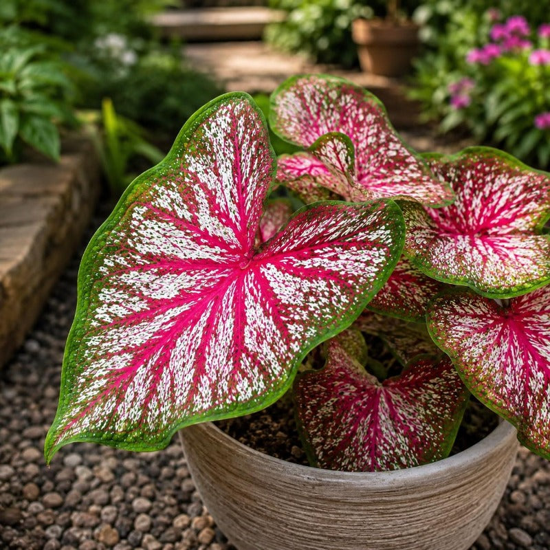 100pcs Ornamental Foliage Plants Caladium Bicolor Seeds Heart Shaped Leaves For Home Garden Easy To Grow