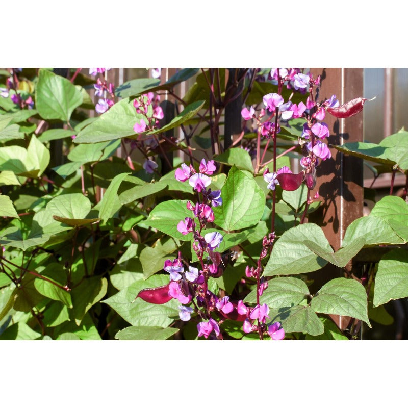 7Pcs Ideal For Creating Vertical Gardens On Walls And Trellises Hyacinth Bean Seeds
