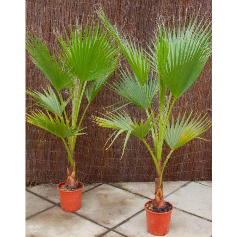 10pcs Palm Tree Seeds Drought Tolerant Tropical Foliage for Garden Fence Decoration