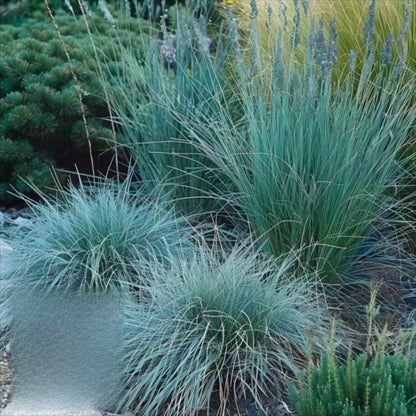 492Pcs Fescue Seeds Convenient to Grow mature naturally into smooth even ground form with steady spreading tendency