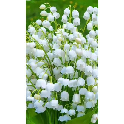 145Pcs Lily of The Valley Seeds pair well with taller ornamental plants to enrich multi-layered shaded garden landscape structure