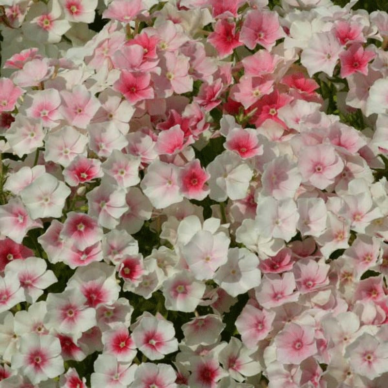469Pcs Creeping Phlox Seeds suitable for casual home rock landscaping and long term ground cover layout