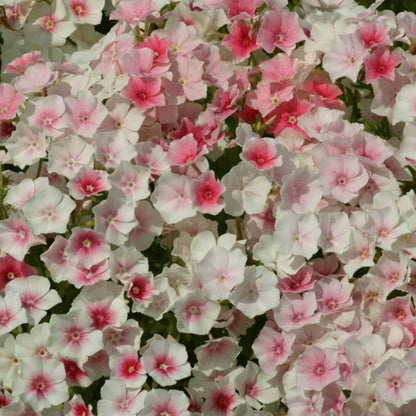469Pcs Creeping Phlox Seeds suitable for casual home rock landscaping and long term ground cover layout