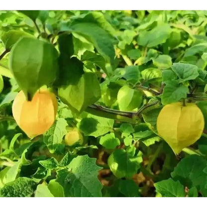 100Pcs Gooseberry Seeds Fruit Spring Ground Cherry-Heirloom Seeds