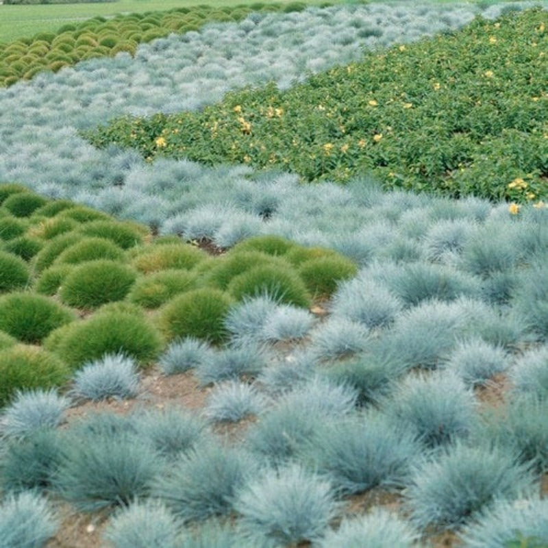 497Pcs Fescue Seeds Easy to Maintain ideal for permanent ground coverage in yard lawns and garden open spaces