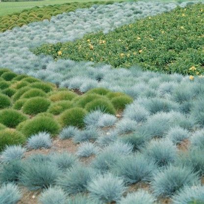 497Pcs Fescue Seeds Easy to Maintain ideal for permanent ground coverage in yard lawns and garden open spaces