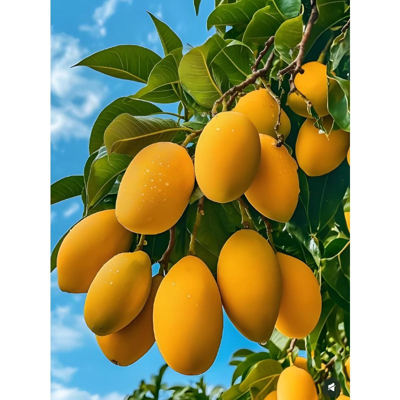 1Pcs Mango Seeds for planting in sunny spacious open grounds, garden landmark plots and landscape edge spots
