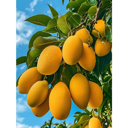 1Pcs Mango Seeds for planting in sunny spacious open grounds, garden landmark plots and landscape edge spots