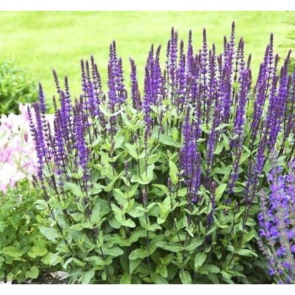 200pcs Perennial Blue Sage Seeds Drought Tolerant For Backyard Gardens Simple To Cultivate