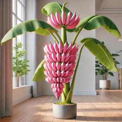 100Pcs Seeds Pink Ornamental Banana Perennial Tree Non GMO