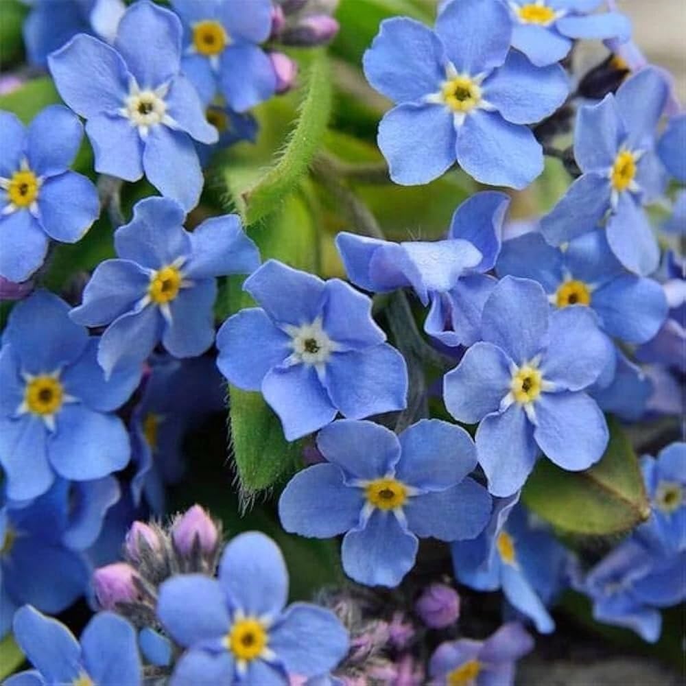 500Pcs Forget Me Not Seeds perfect for mass sowing in yard margins, path sides and quiet garden corners