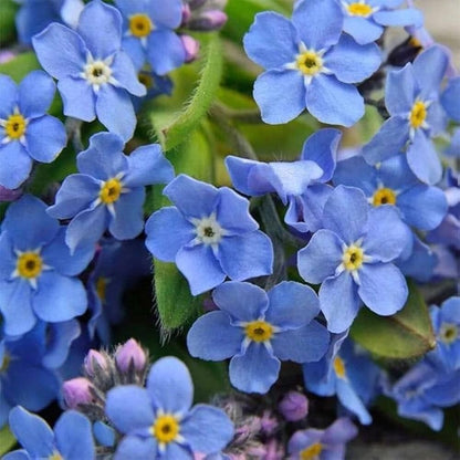 500Pcs Forget Me Not Seeds perfect for mass sowing in yard margins, path sides and quiet garden corners