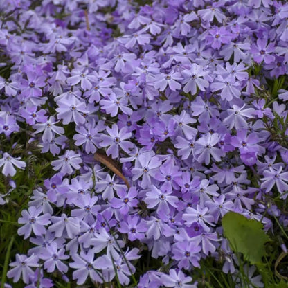 500pcs Creeping Phlox Seeds Friendly for new gardeners grow into full dense foliage mats with attractive seasonal blooming features