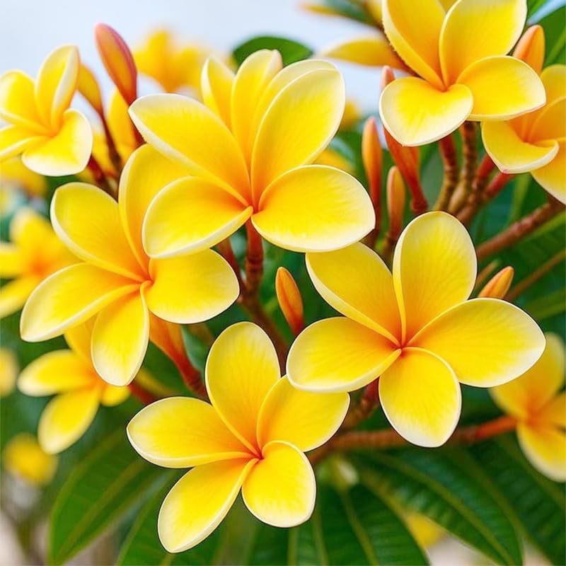 100pcs Mix Plumeria Seeds for Planting in Home Garden - Non-GMO Seeds