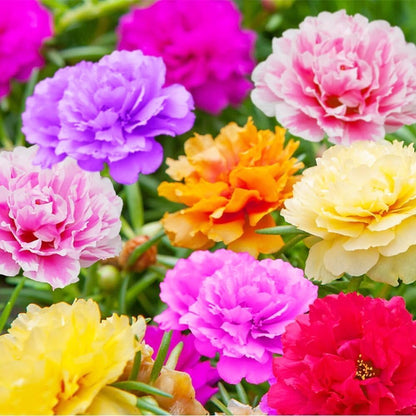 1000pcs Mixed Moss Rose Seeds for Planting Outdoor Beautiful Garden Decor Home