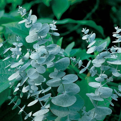 98Pcs Aromatic Eucalyptus Tree Seeds Heirloom Evergreen Plant, Quick Germination, Fragrant Silver-Green Foliage, Cold Tolerant, Perfect for Outdoor Landscaping & Indoor Drying
