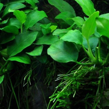 2000Pcs Beginner Friendly Aquarium Seeds thrive steadily in common aquatic substrate with strong adaptability to long term enclosed water environment changes