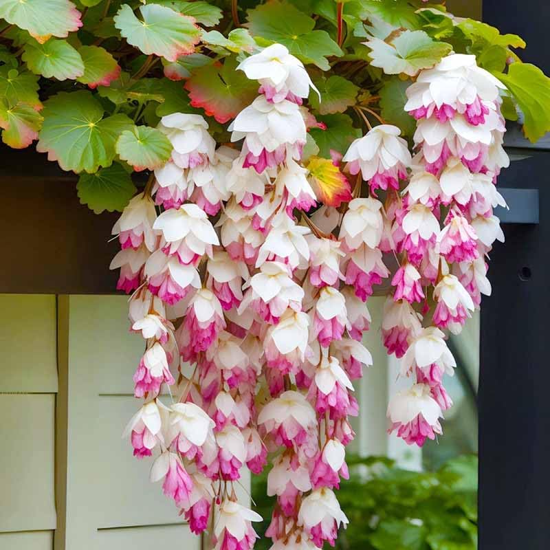 300pcs Mix Hanging Begonia Flower Seeds for Planting - Non-GMO Heirloom Plant Seeds Garden Outdoor