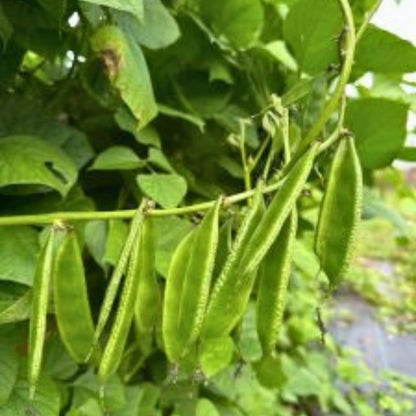 8Pcs Thrives In City Garden Environments Hyacinth Bean Seeds Adaptable To Urban Conditions