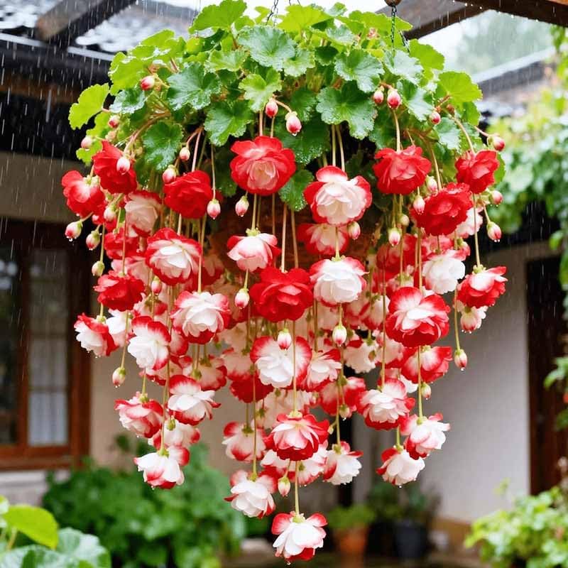 300pcs Mix Hanging Begonia Flower Seeds for Planting - Non-GMO Heirloom Plant Seeds Garden Outdoor
