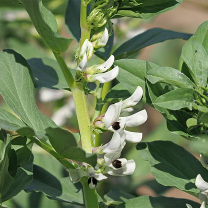 5pcs Fava Bean Seeds for planting in residential home garden areas and private spacious planting plots