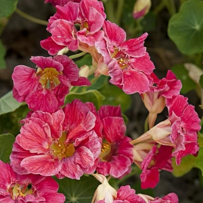 30pcs Nasturtium Seeds,  Vibrant Mixed Colors,  Low Maintenance, for Beds, Pots and Landscaping