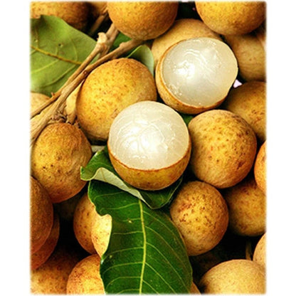 10Pcs Longan Seeds Made for home planting create compact rounded canopy ornamental accents across courtyard, yard and garden areas
