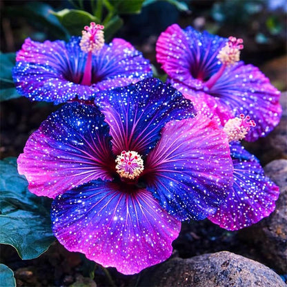 100Pcs Exotic Hibiscus Seeds for Planting - Perennial Flower for Home Garden
