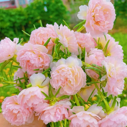 1000pcs Mixed Moss Rose Seeds for Planting Outdoor Beautiful Garden Decor Home