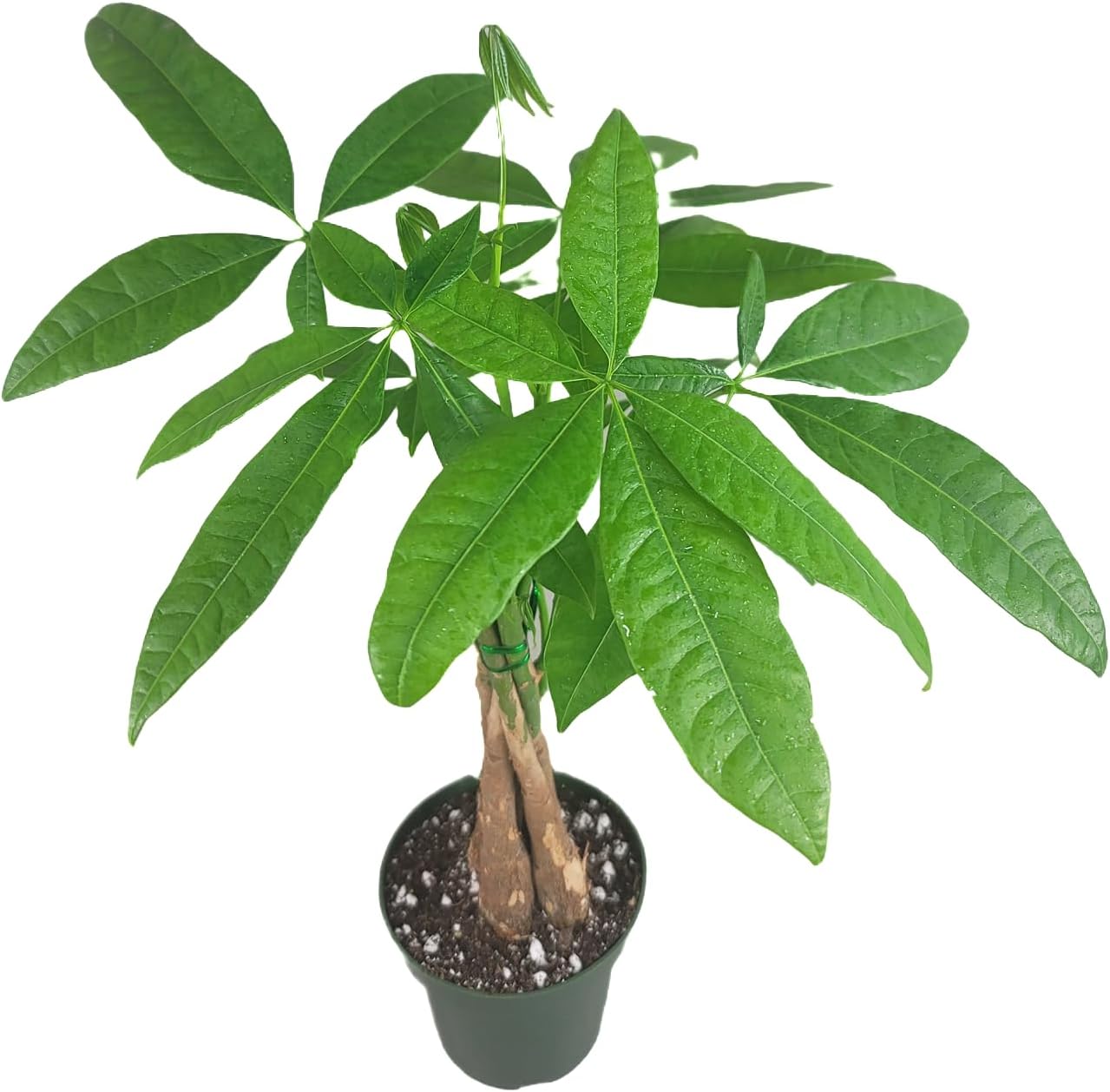 80Pcs woven Lucky Money Tree Seeds For Air Purifying Plant