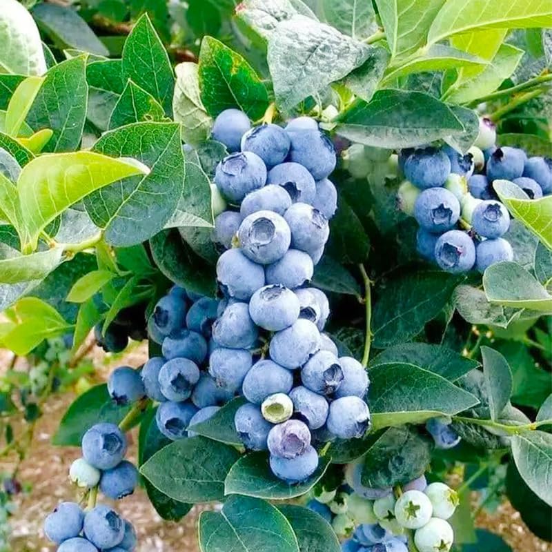500Pcs Blueberry Seeds for Planting - High Yield, Patio & Container Friendly, Cold Hardy