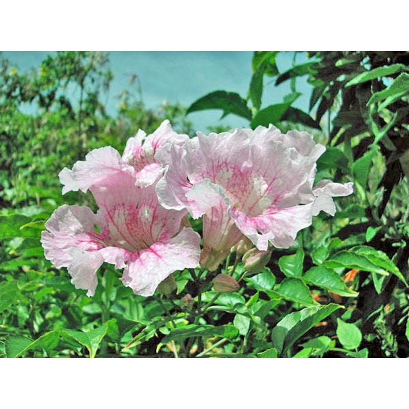 85Pcs Trumpet Vine Seeds Easy To Grow Ideal For Adding Unique Floral Structure To Ordinary Garden Designs