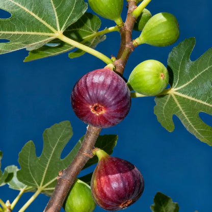 300Pcs Fig Seeds Easy to Establish great for novice yard styling, large corner formation and permanent landscape design